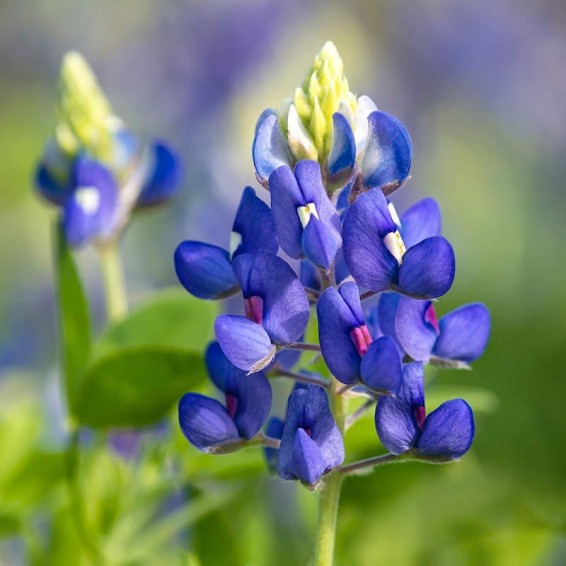 Texas Bluebonnet Flower Seeds