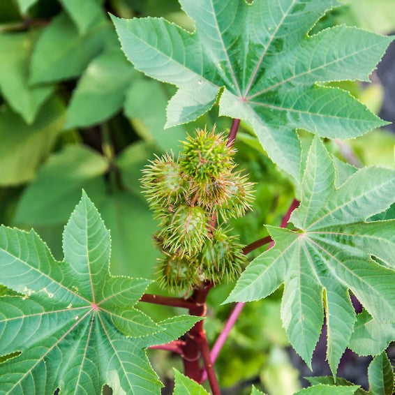 Castor Bean Herb Seeds