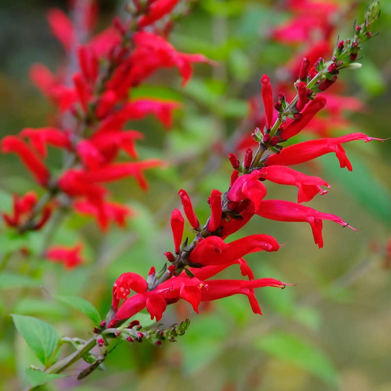 Salvia Coccinea Flower Seeds