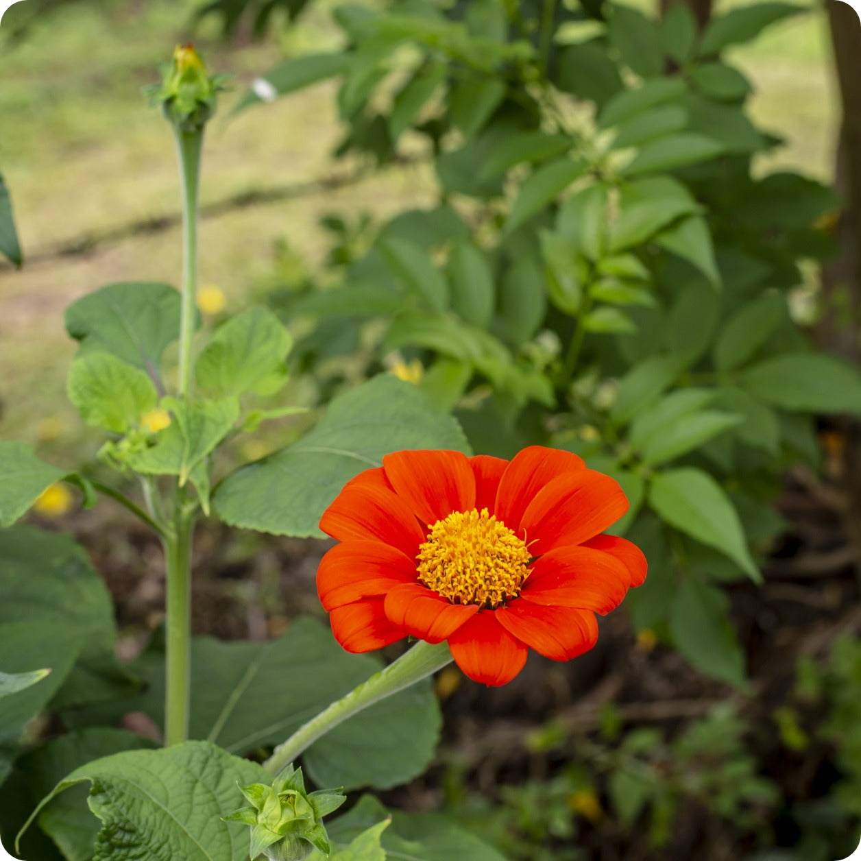 planting mexican sunflower seeds Mexican Sunflower Seeds for Planting – Heirloom, Non-GMO, Pollinator-F – Pure Asia Seeds