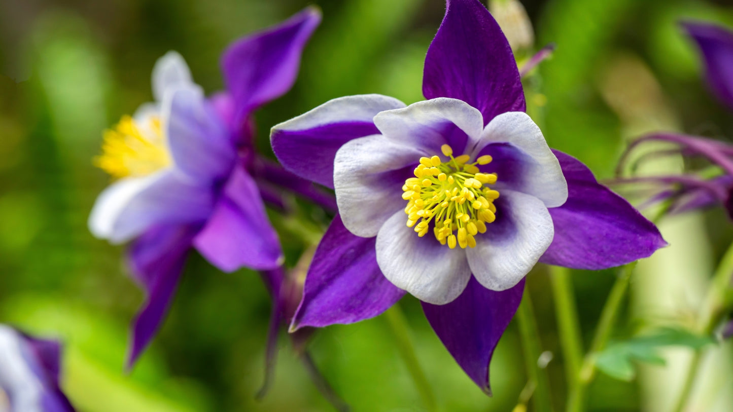 Purple Columbine Flower Seeds for Planting – Heirloom, Non-GMO, Easy to Grow, Perennial