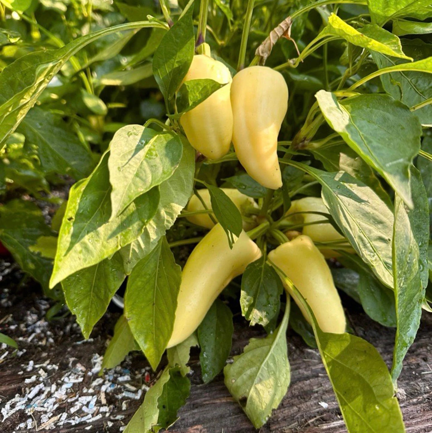 Szegedi Giant Sweet Hungarian Paprika Vegetable Seeds