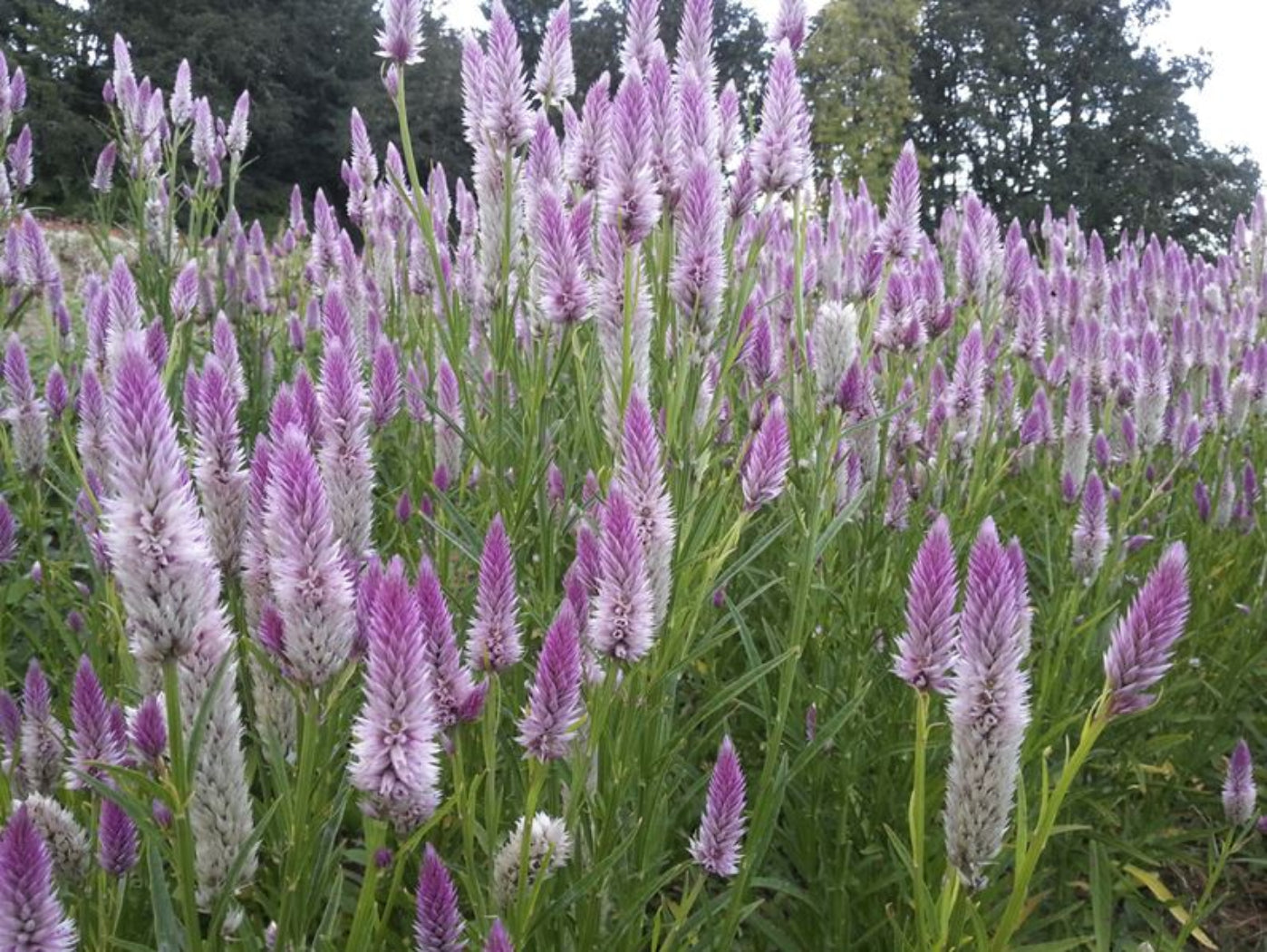 Celosia Argentea 'Flamingo Feather' Flower Seeds