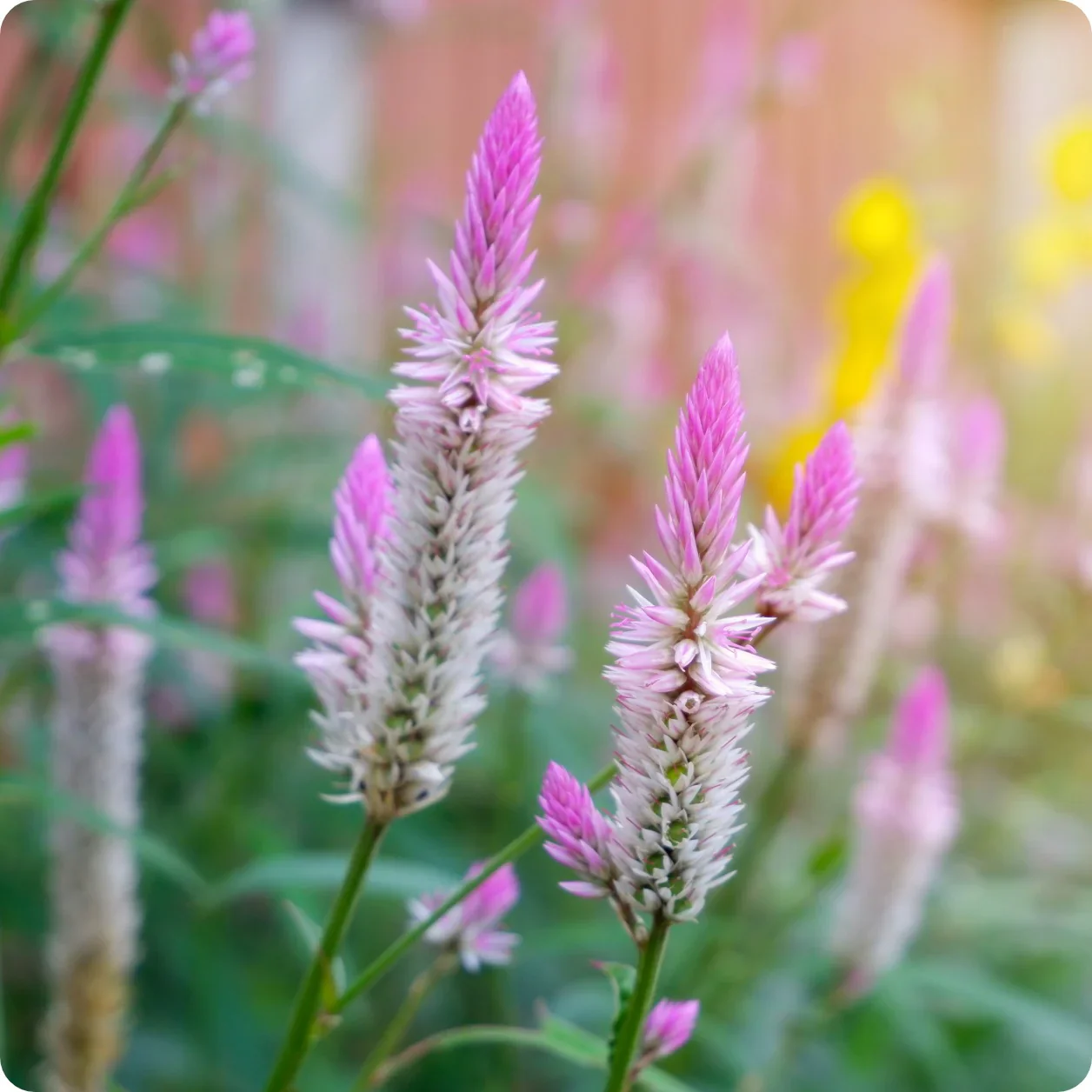 Celosia Argentea 'Flamingo Feather' Flower Seeds