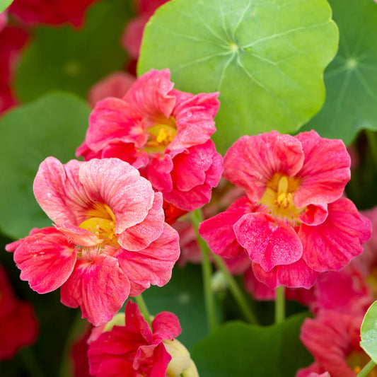Cherry Rose Jewel Nasturtium Flower Seeds for Planting – Heirloom, Non-GMO, Edible, Annual Blooms