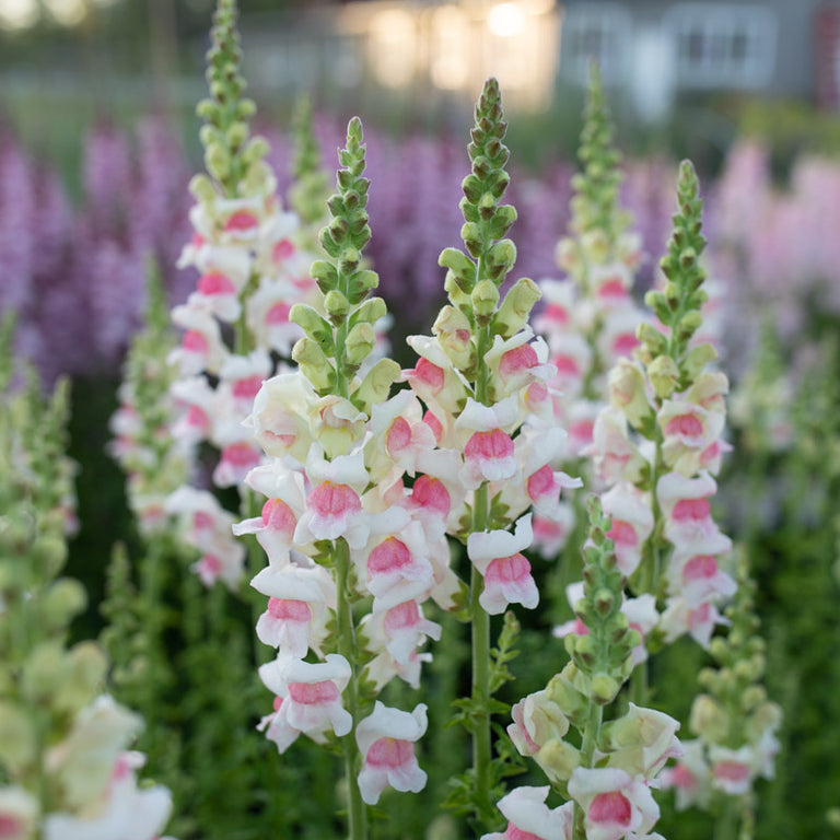 Semi di fiore Snapdragon Antirrhinum Majus