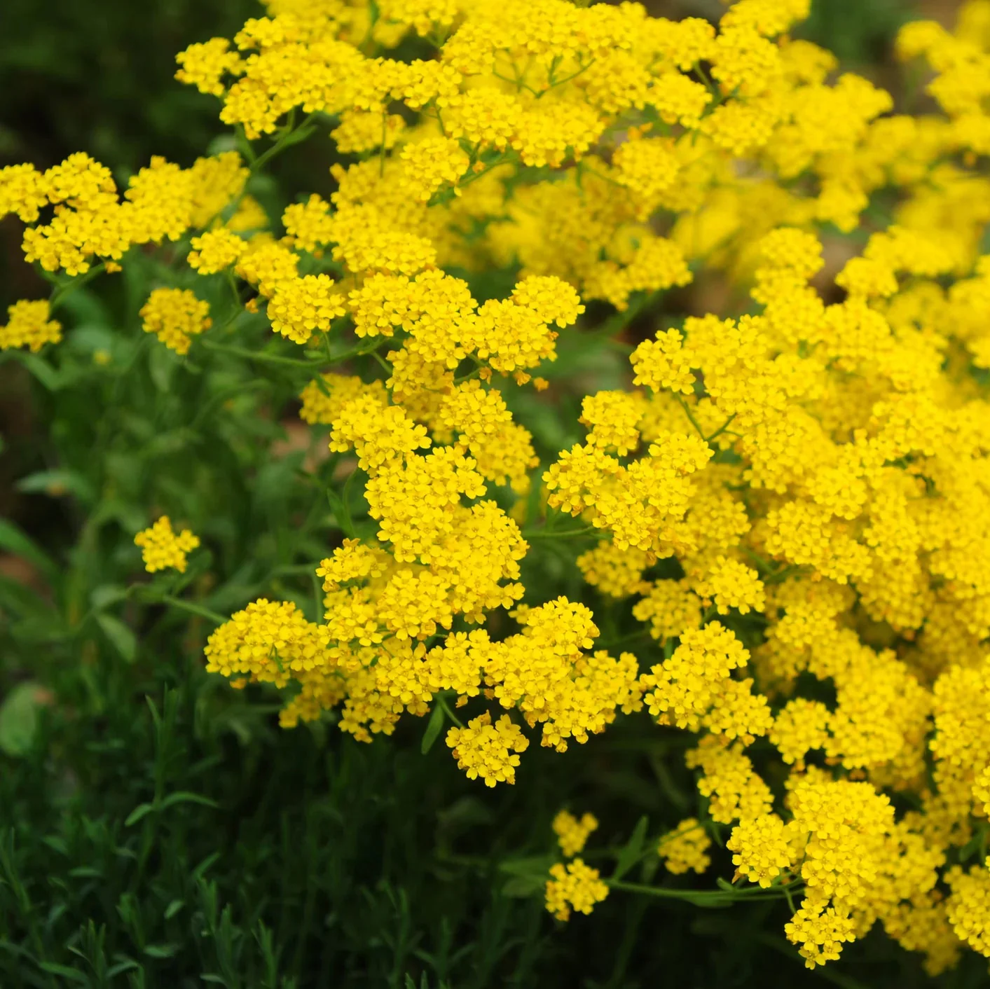 Yellow Alyssum Flower Seeds (Basket-of-Gold)