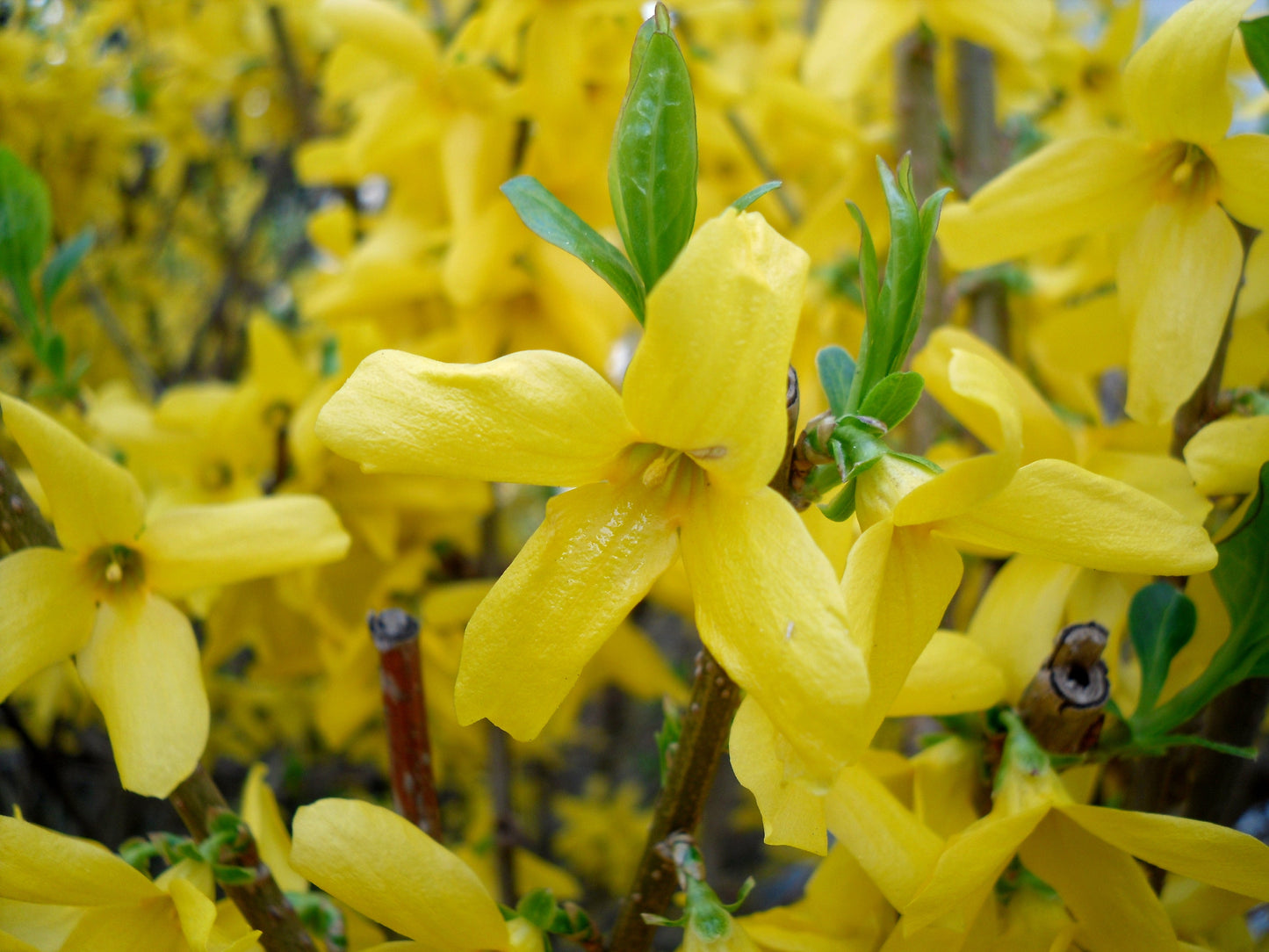 Forsythia Flower seeds for Planting Bright Blooms Heirloom & GMO Free Seeds for Home Garden