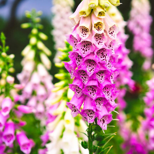 Pink Foxglove Flower Seeds for Planting – Heirloom, Non-GMO, Easy to Grow, Pollinator-Friendly