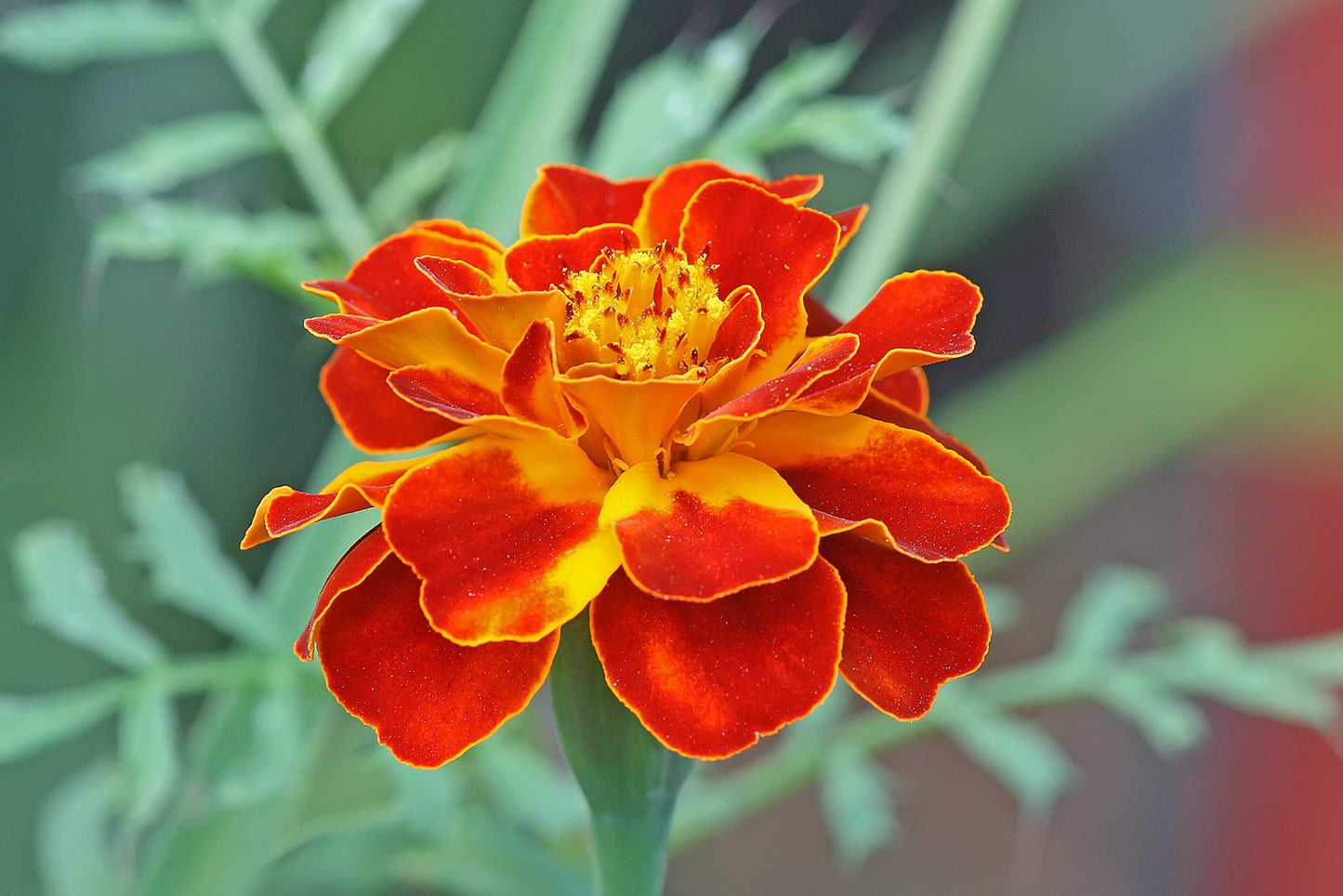 Heirloom French Marigold Flower seeds for Planting Wildflower Mix Heirloom & GMO Free Seeds for Home Garden