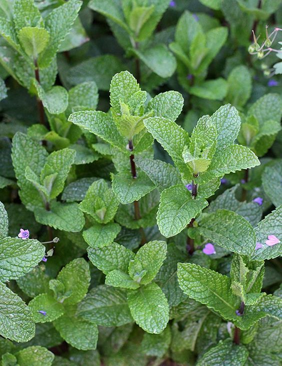 Spearmint Herb Seeds