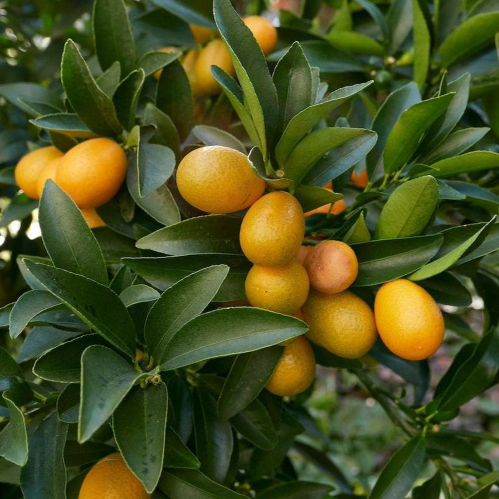 Semi di frutto di kumquat Nagami