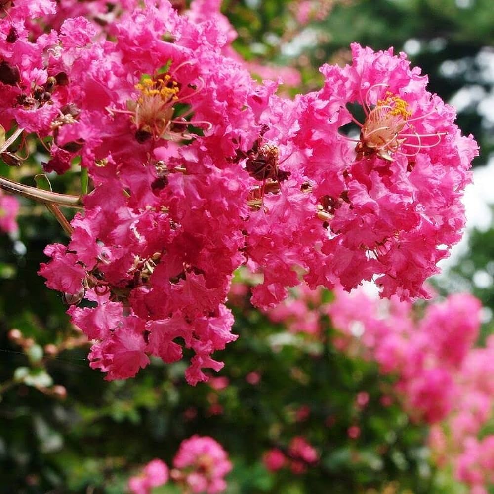 Crape Myrtle Flower Seeds
