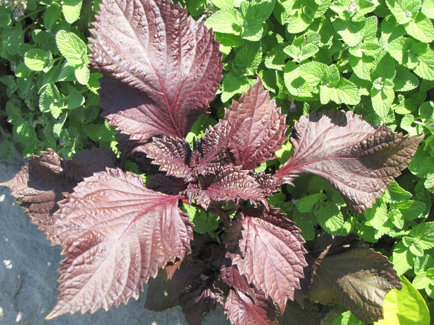 Mixed Perilla Flower seeds for Planting - Hardy Variety, Heirloom & GMO Free Seeds for Home Garden