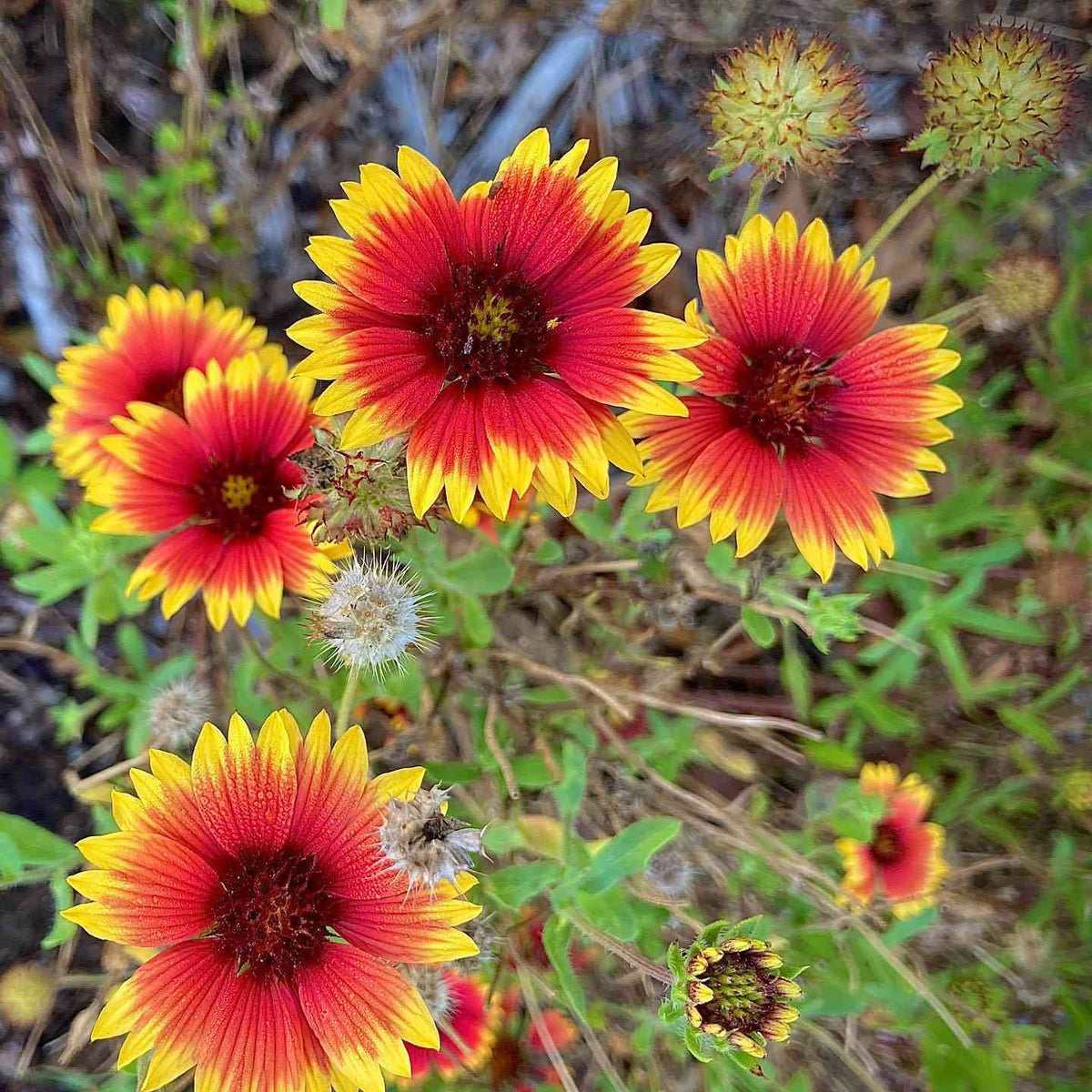 Red Aristata Flower seeds for Planting - Garden Favorite, Heirloom & GMO Free Seeds for Home Garden
Sale for planting in home garden