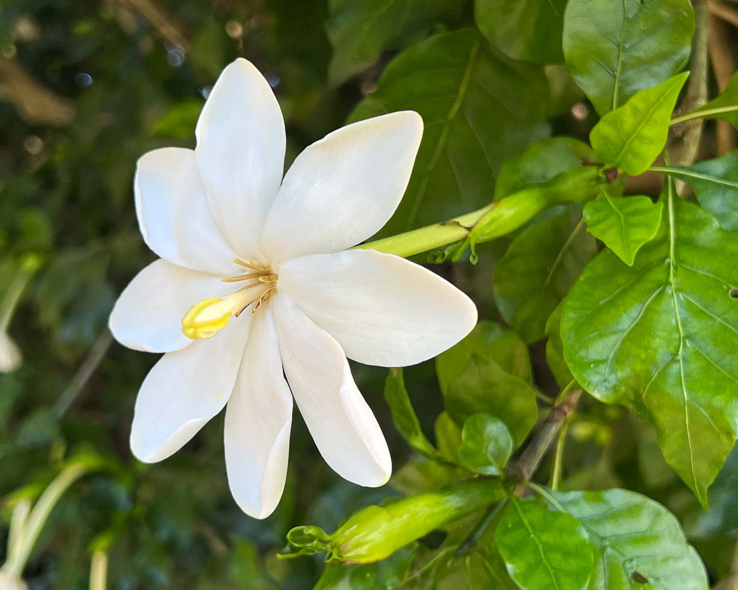 Gardenia Thunbergia Flower Seeds