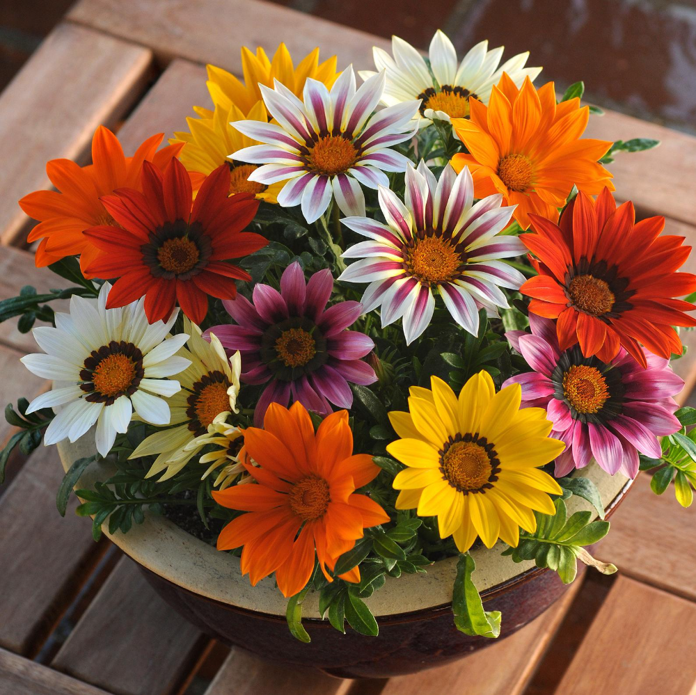Gazania Treasure Flower Seeds