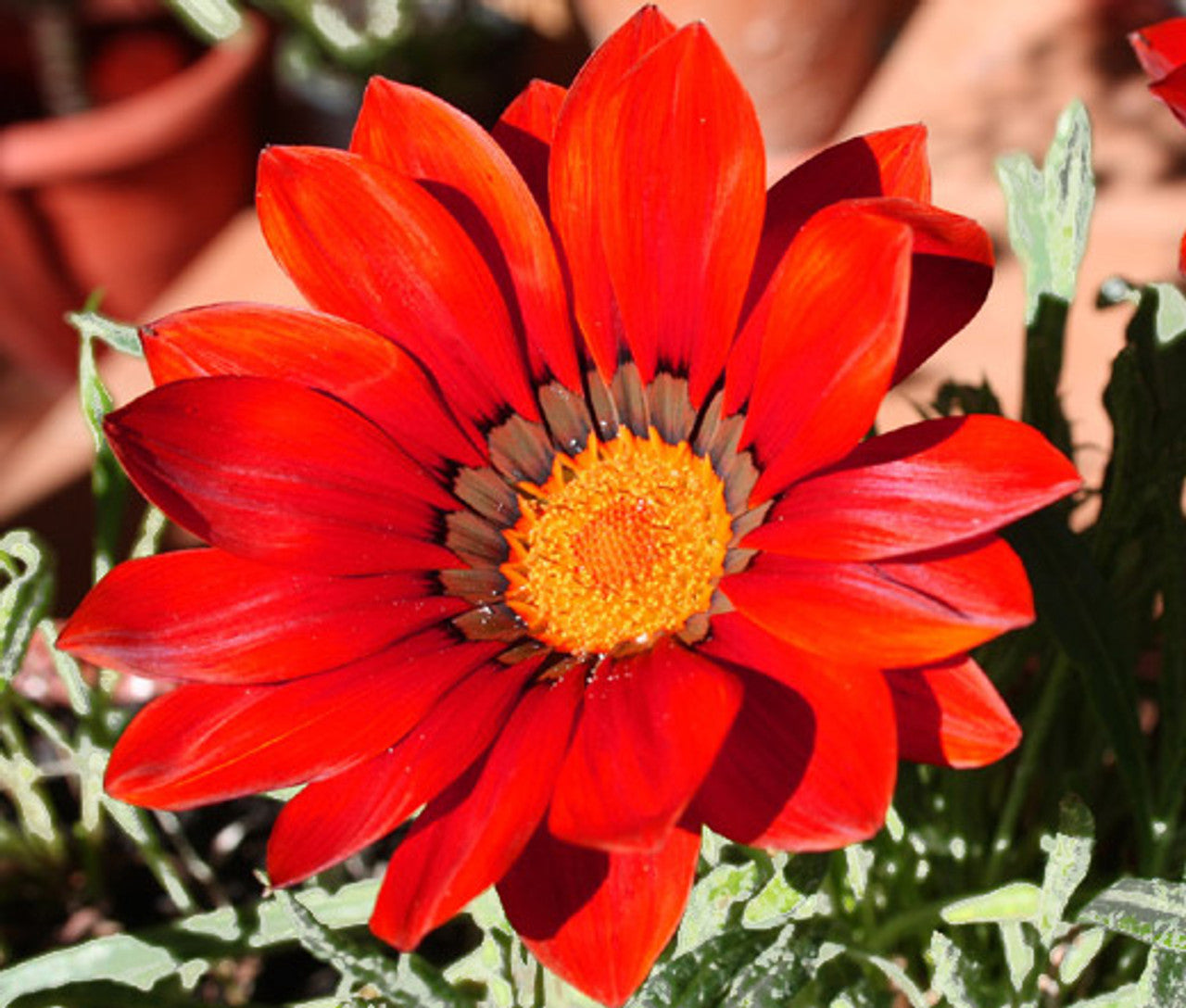 Gazania Bronze Shades Flower Seeds