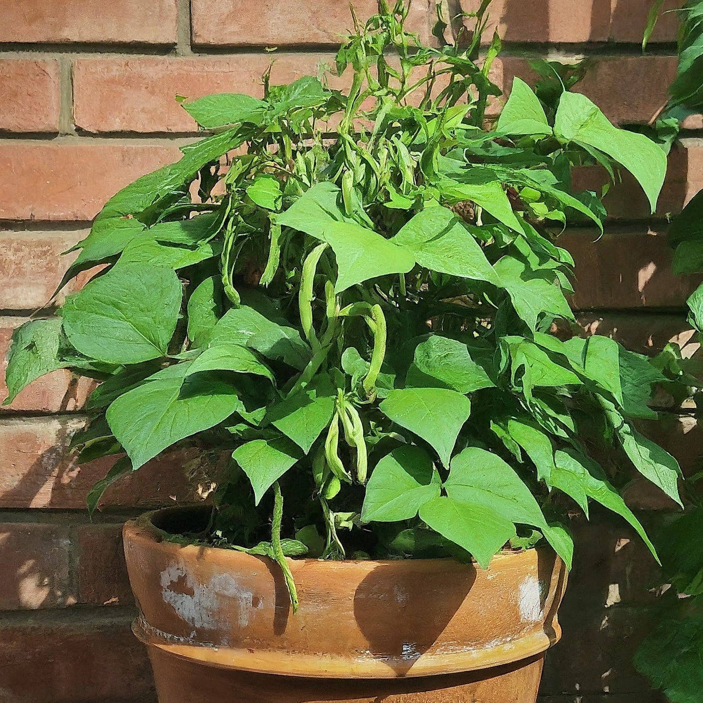 Graines de légumes de haricot jacinthe