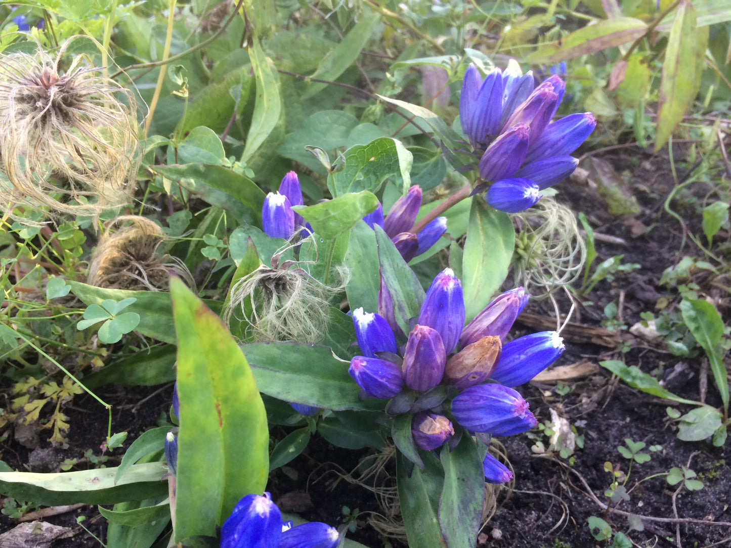 Bottle Gentian Flower Seeds