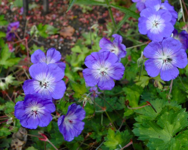 Blue Geranium Flower Seeds