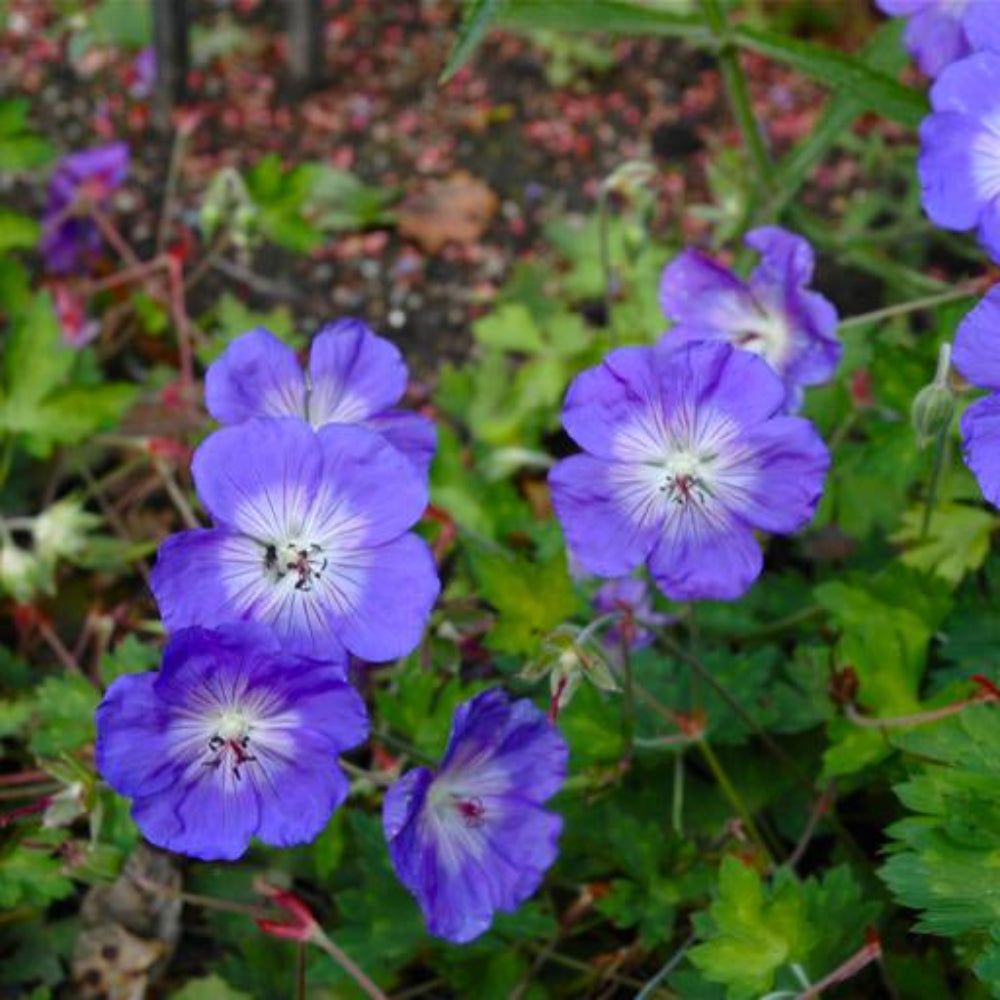 青いゼラニウムの花の種