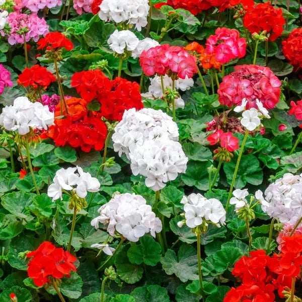 Mixed Geranium Pelargonium Flower seeds for Planting - Premium Quality, Heirloom & GMO Free Seeds for Home Garden