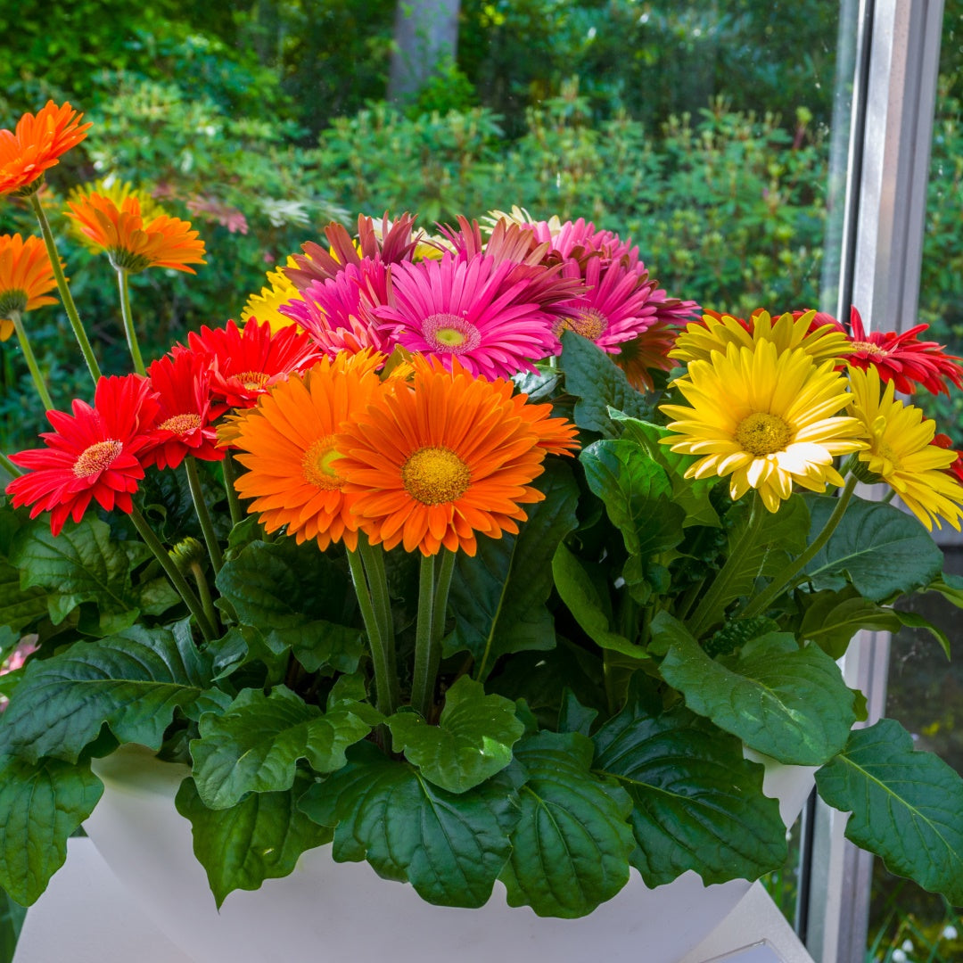 Gerbera Daisy Flower Seeds