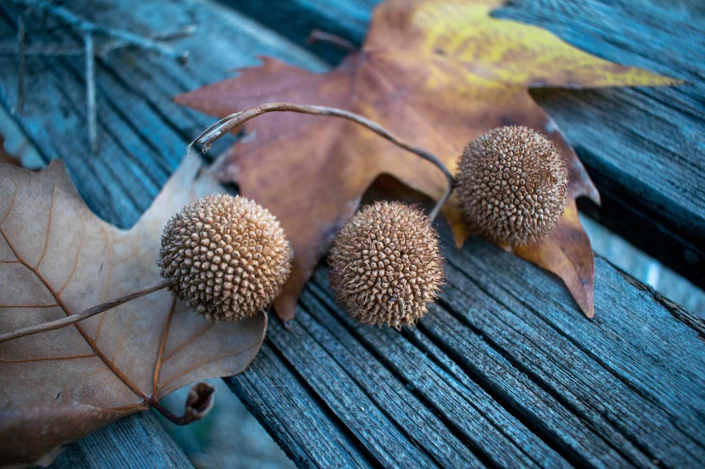 American Sycamore Plant Seeds