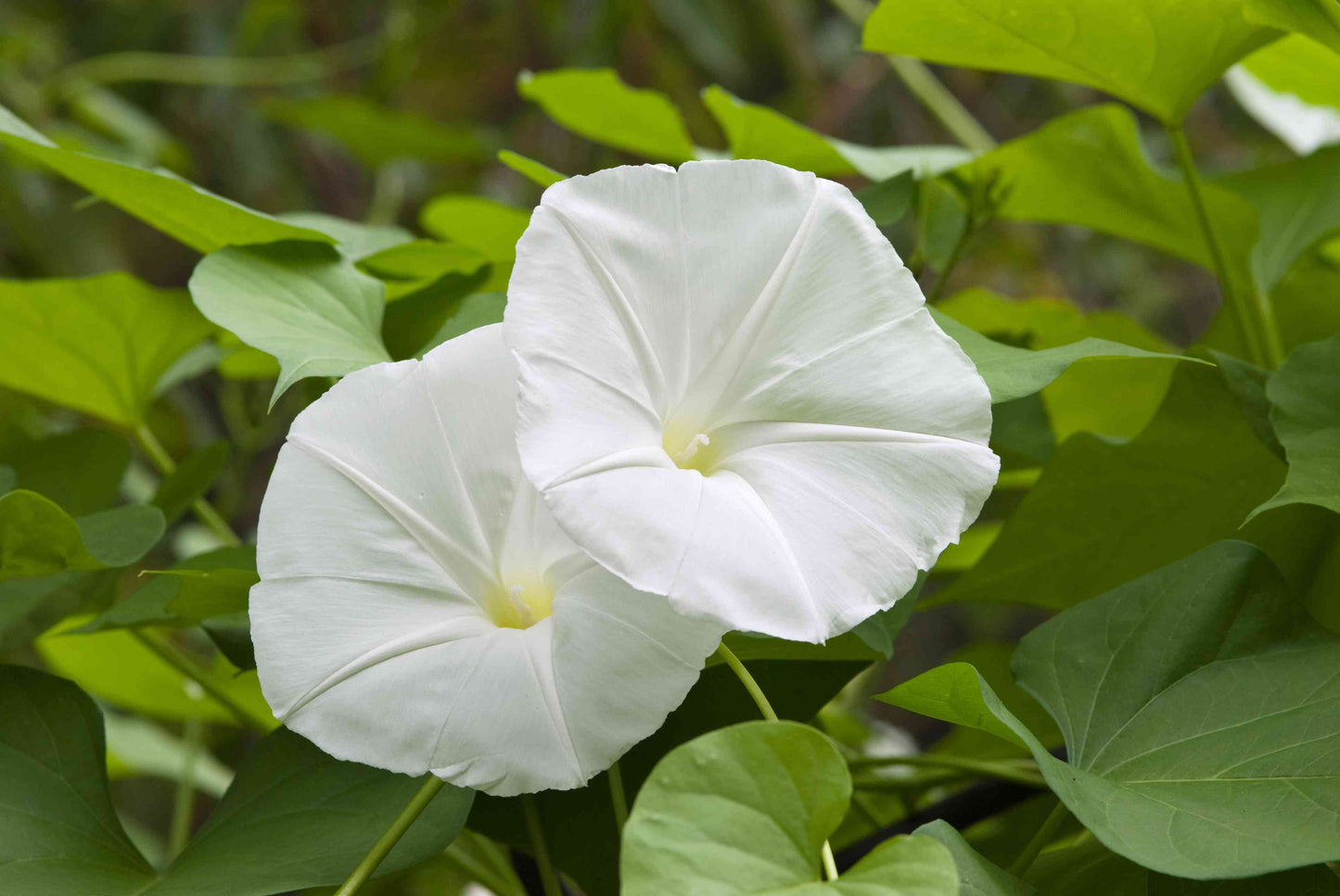 Moon flower Seeds