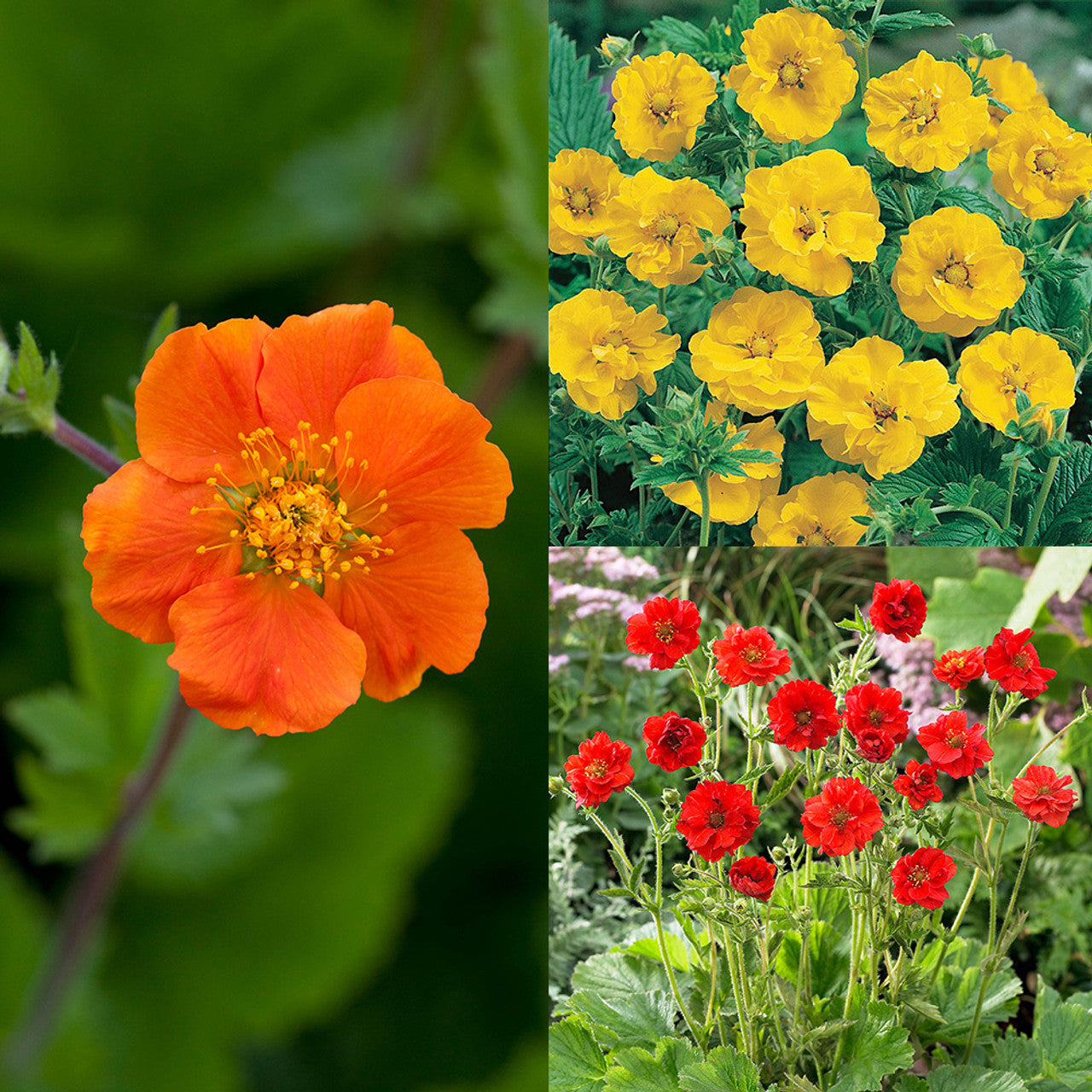 Geum (Avens) Flower Seeds for Planting – Heirloom, Non-GMO, Perennial, Pollinator-Friendly