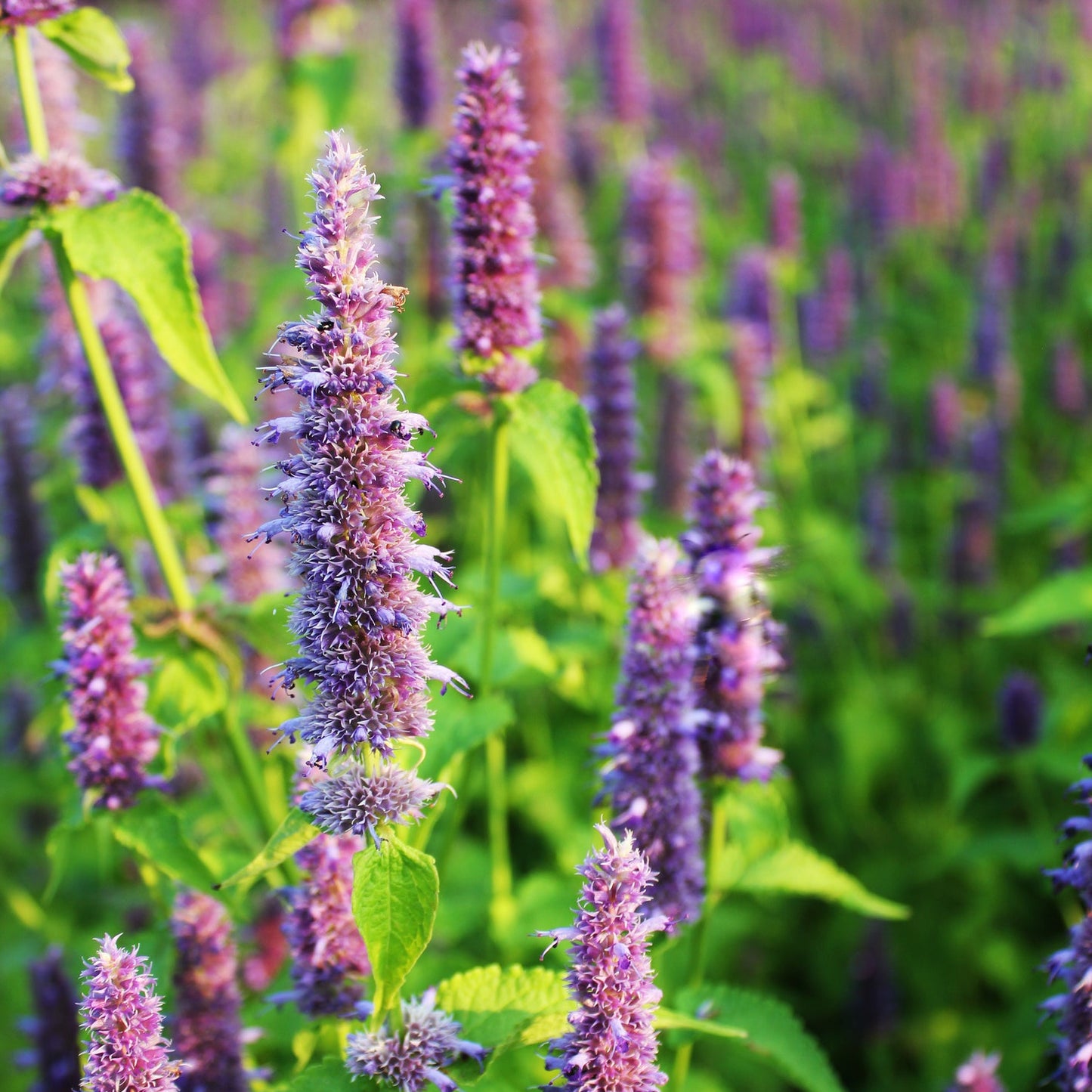 Agastache Riesen-Ysop-Kräutersamen