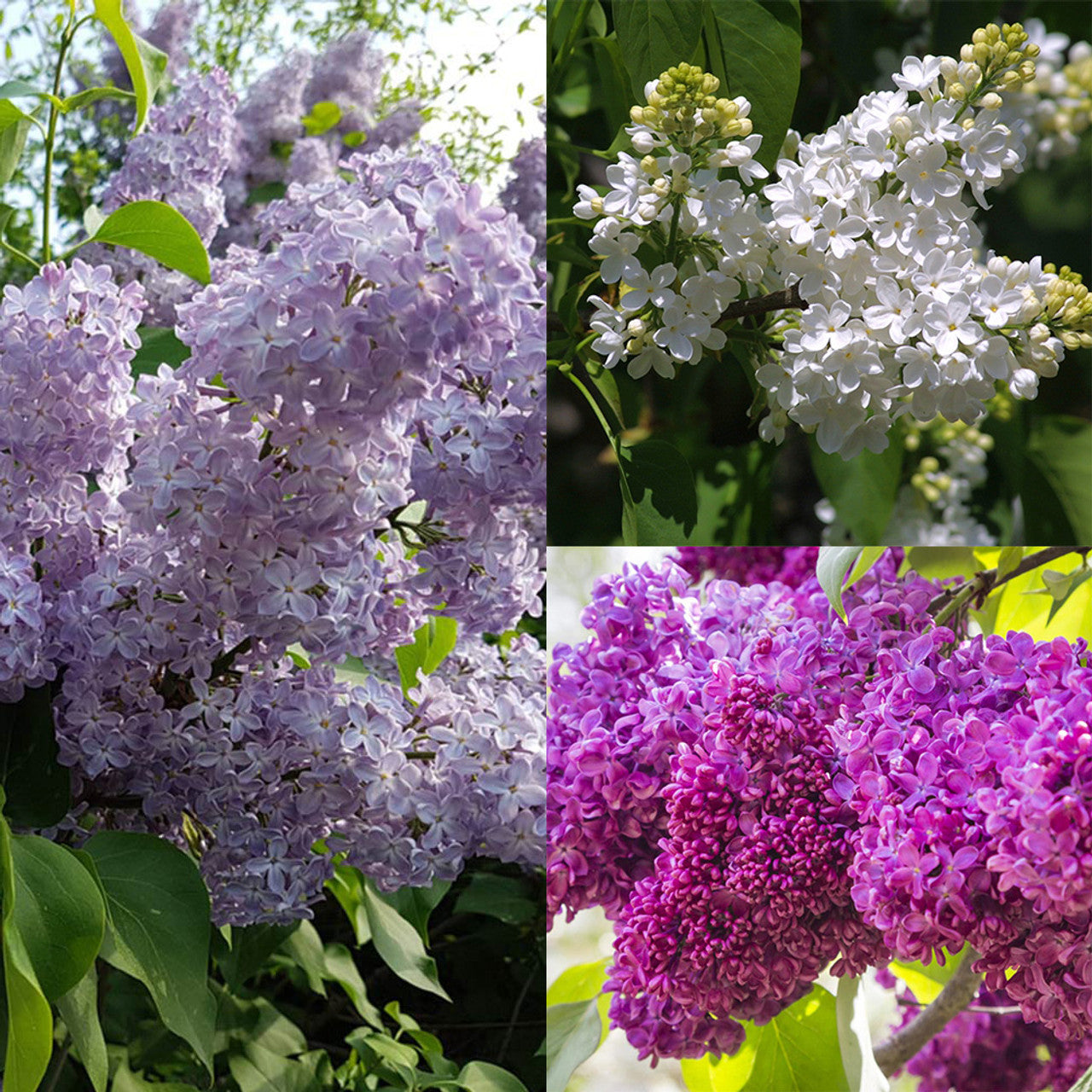 Semillas de flores lilas mixtas