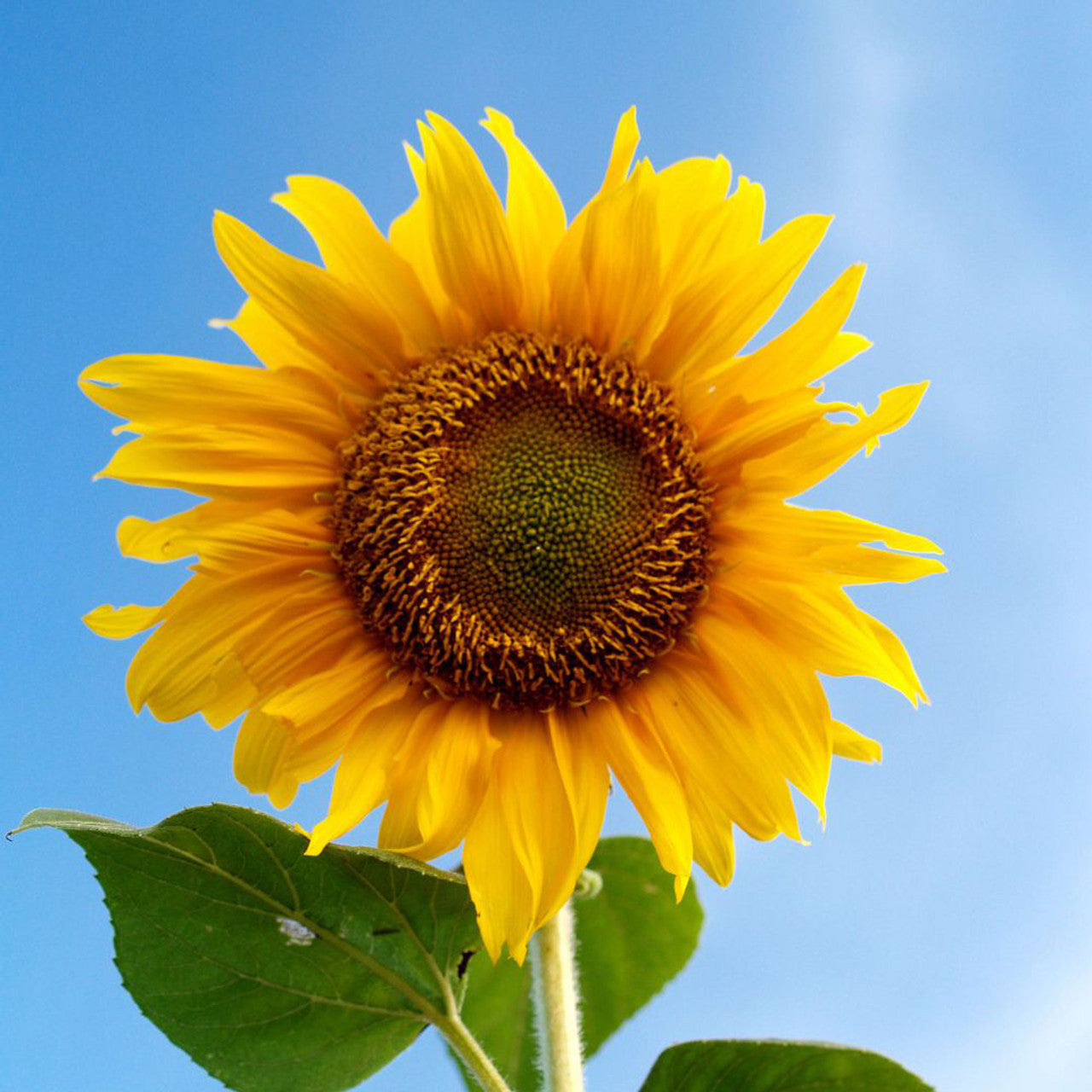 Mongolian Giant Sunflower Seeds