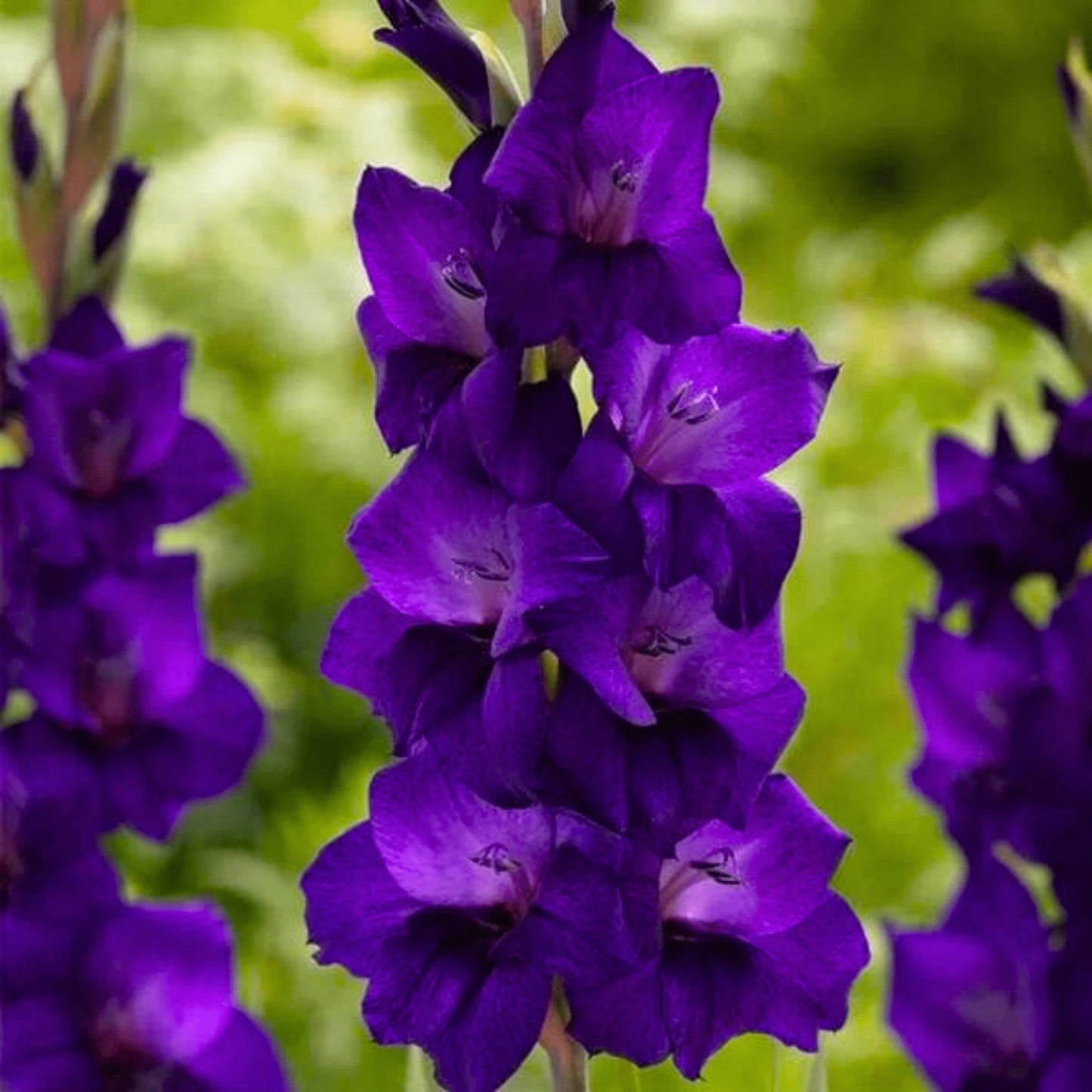 Purple Gladiolus Flower Seeds