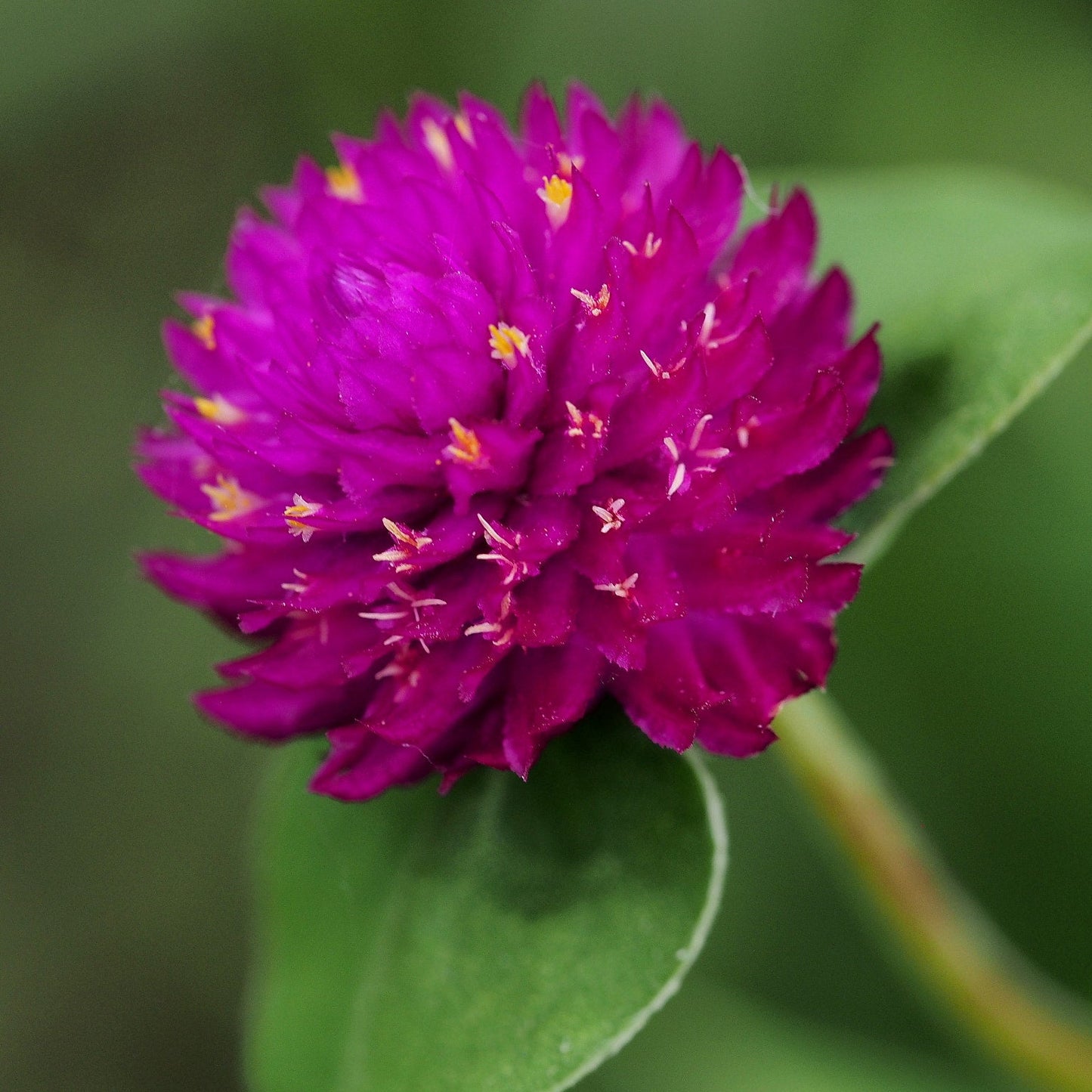Globe Amaranth Flower Seeds
