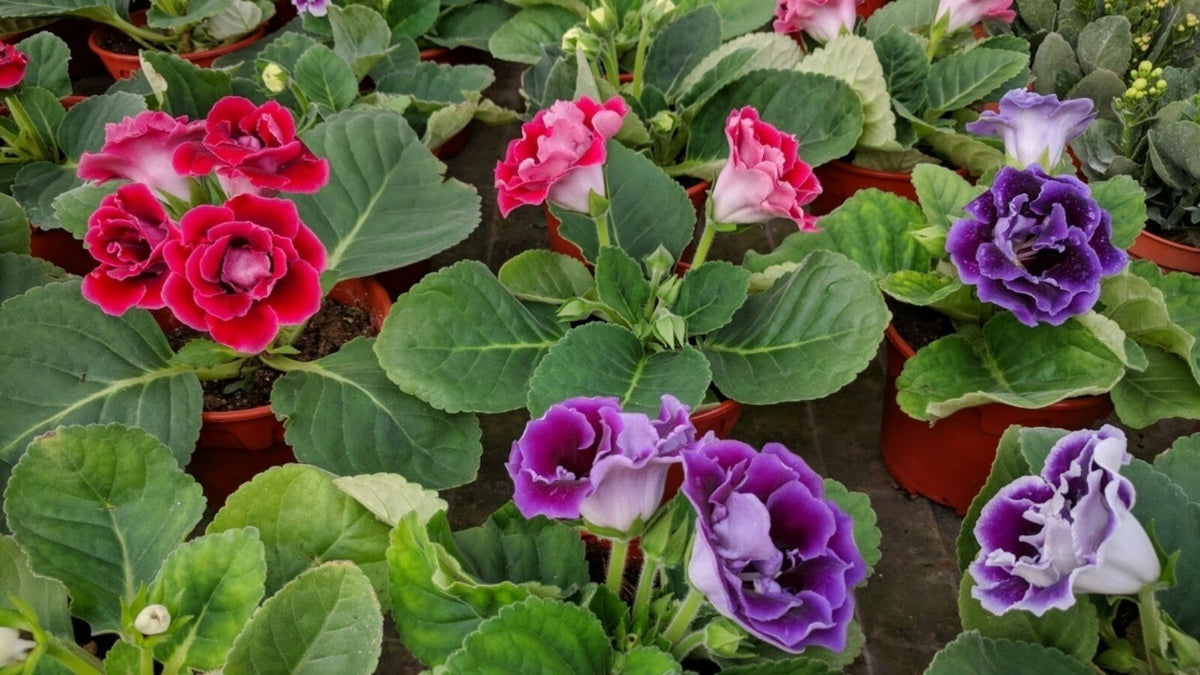 Gloxinia Flower seeds for Planting Drought Tolerant Heirloom & GMO Free Seeds for Home Garden
Sale for planting in home garden