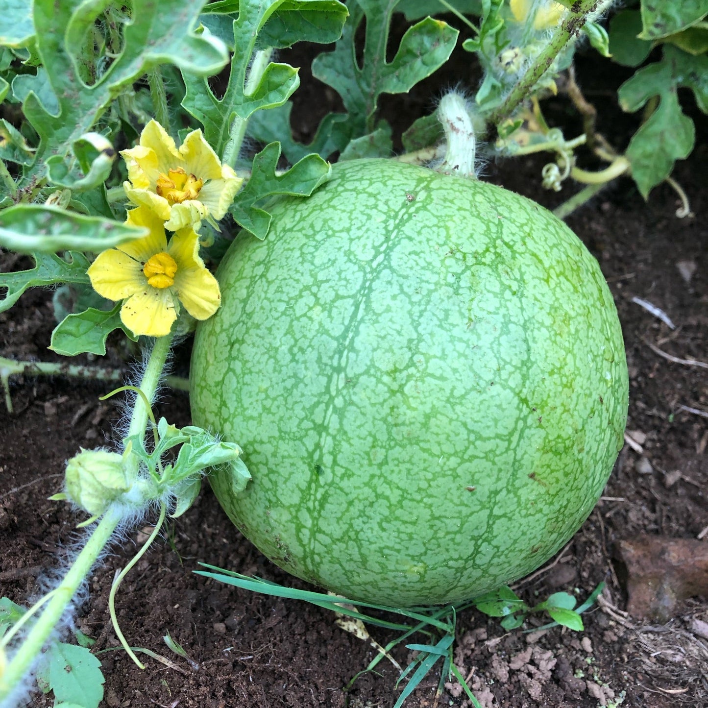 Golden Midget Watermelon Fruit Seeds