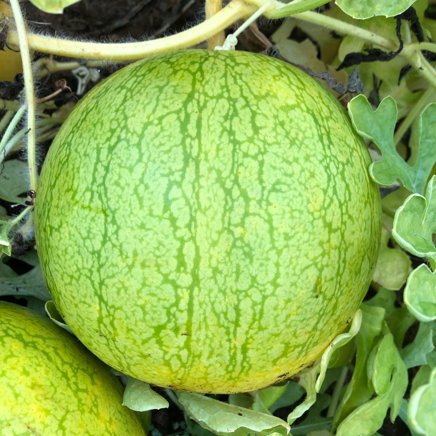 Golden Midget Watermelon Fruit Seeds