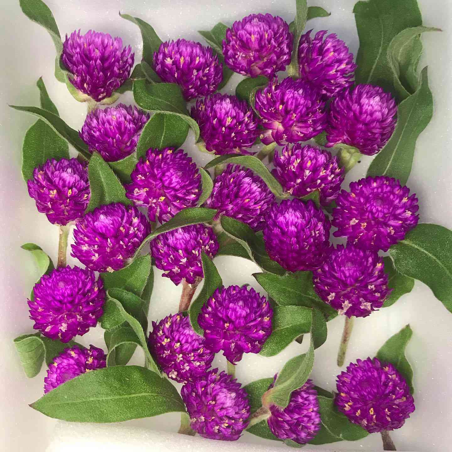 Globe Amaranth Flower Seeds