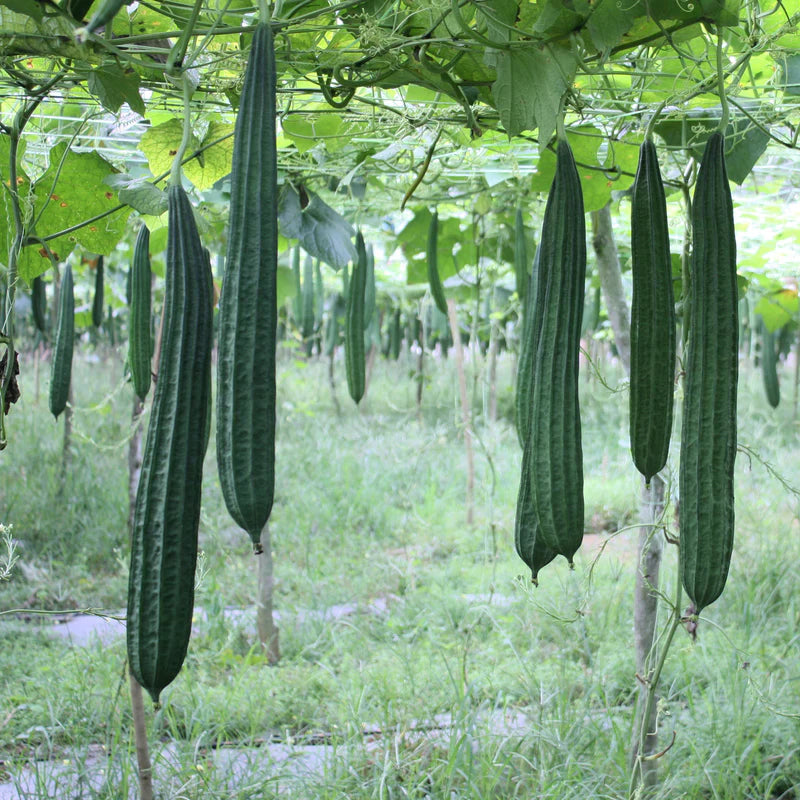 Luffa Angled Loofah Vegetable Seeds