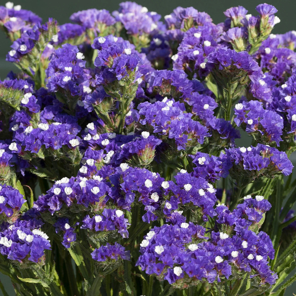 Statice Blue River Flower seeds for Planting - Drought Tolerant, Heirloom & GMO Free Seeds for Home Garden
Sale for planting in home garden