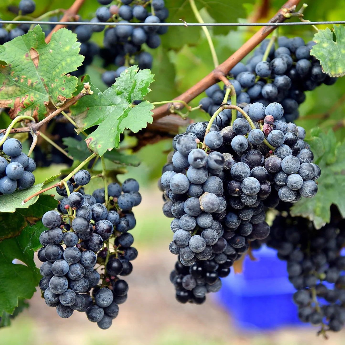 Schwarze Traubenkerne