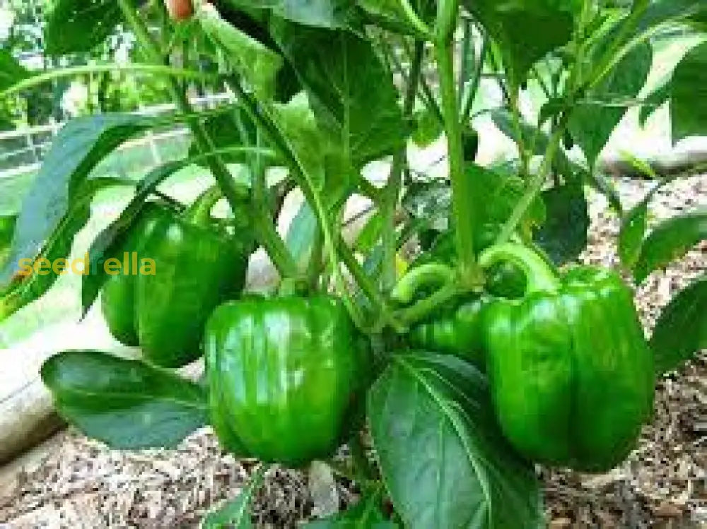 Green Bell Pepper Seeds Planting Guide