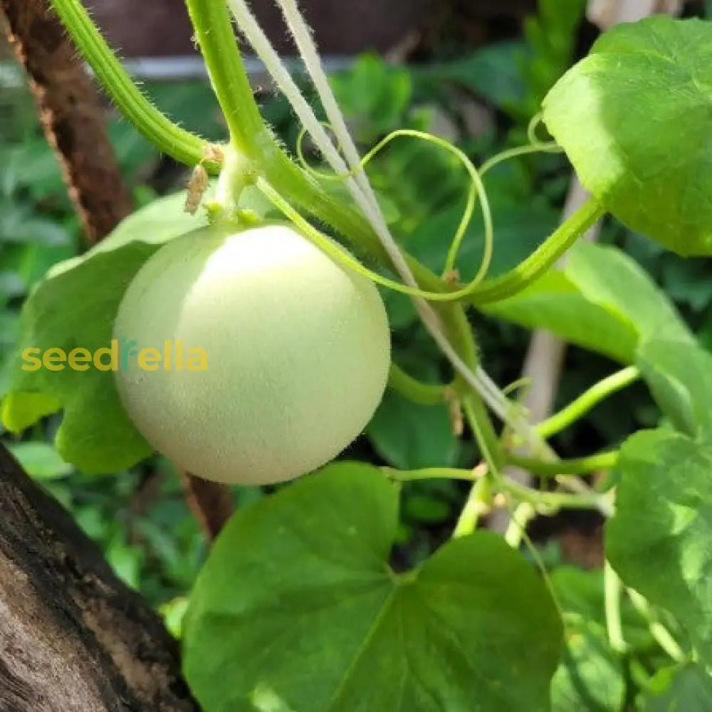 Planting Green Honeydew Melon Seeds, Easy Growing Instructions