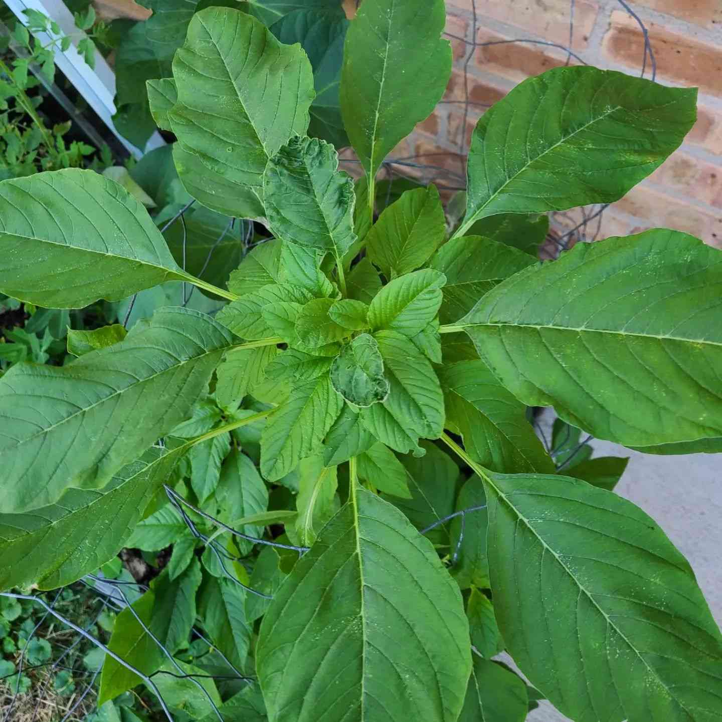 Amaranthus Viridis (Green Callaloo) Seeds - Nutritious Tropical Green for Culinary Use