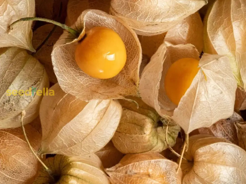 Orange Tomatillo Seeds for Easy Planting