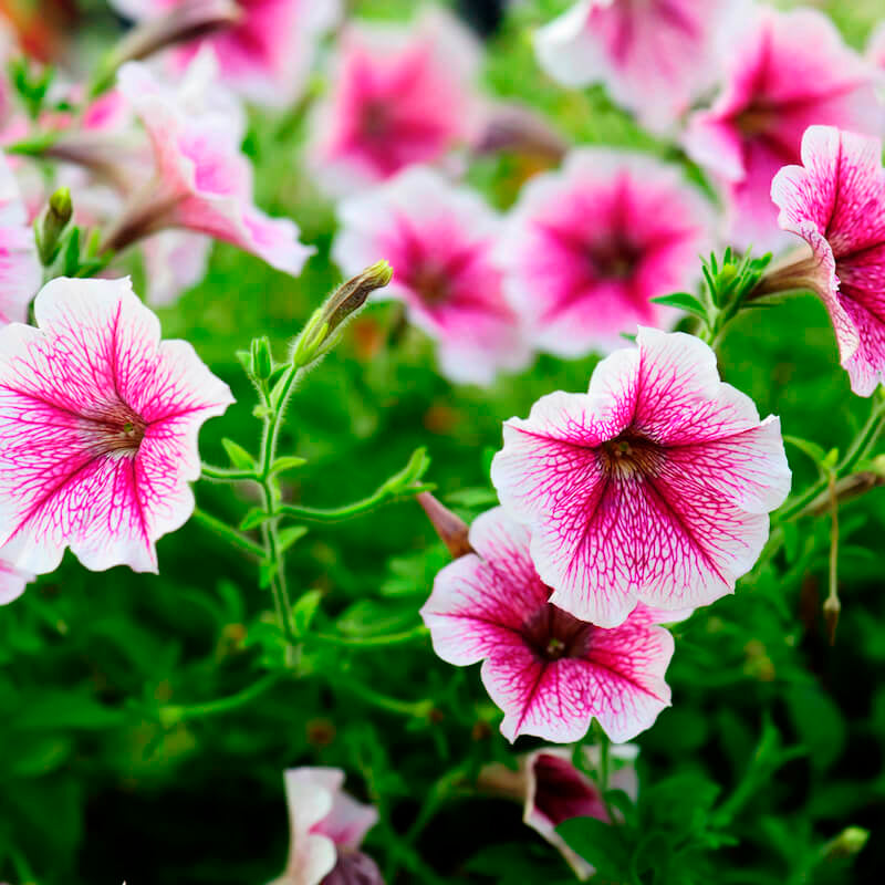 Pale Pink Petunia Flower seeds for Planting - Low Maintenance, Heirloom & GMO Free Seeds for Home Garden
Sale for planting in home garden