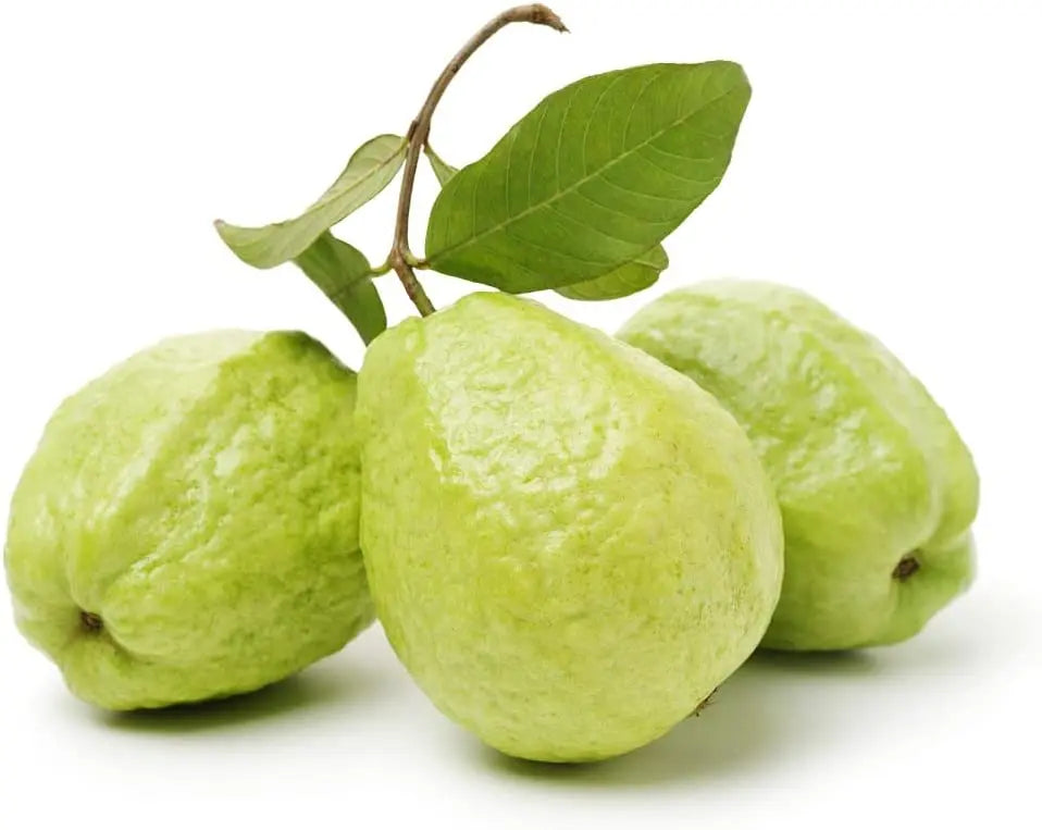 guava fruit seed planting White Guava Fruit Seeds – Heirloom, Non-GMO, Easy to Grow, Tropical Va – Pure Asia Seeds
