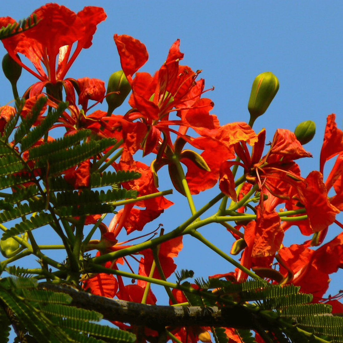 Royal Poinciana Blumensamen